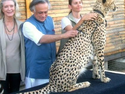 Congress attacks BJP govt over Cheetah deaths | Congress attacks BJP govt over Cheetah deaths Congress attacks BJP govt over Cheetah deaths | Congress attacks BJP govt over Cheetah deaths