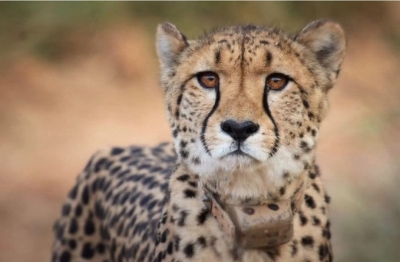 Namibian male cheetah 'Oban' moves out of KNP again, spotted in forest, 15 km from safe zone | Namibian male cheetah 'Oban' moves out of KNP again, spotted in forest, 15 km from safe zone