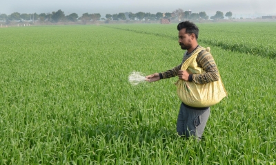 Rabi crop sowing crosses 536 lakh hectares | Rabi crop sowing crosses 536 lakh hectares Rabi crop sowing crosses 536 lakh hectares | Rabi crop sowing crosses 536 lakh hectares