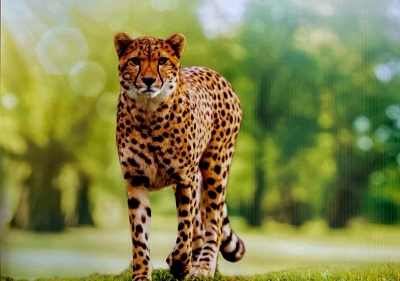 Presence of leopards a worry as Kuno in MP prepares to welcome cheetahs | Presence of leopards a worry as Kuno in MP prepares to welcome cheetahs
