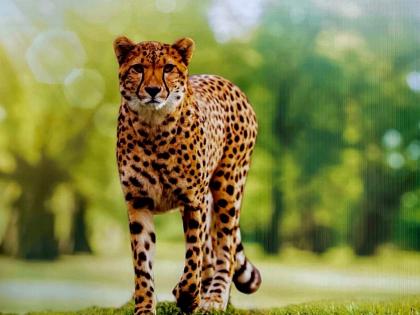 Rampant poaching at Kuno raises questions about cheetahs' safety | Rampant poaching at Kuno raises questions about cheetahs' safety Rampant poaching at Kuno raises questions about cheetahs' safety | Rampant poaching at Kuno raises questions about cheetahs' safety