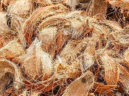 Central universities research says coconut coir has anti-cancerous qualities | Central universities research says coconut coir has anti-cancerous qualities Central universities research says coconut coir has anti-cancerous qualities | Central universities research says coconut coir has anti-cancerous qualities