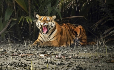 Joint team to review habitat suitability for Royal Bengal tigers at Buxa | Joint team to review habitat suitability for Royal Bengal tigers at Buxa