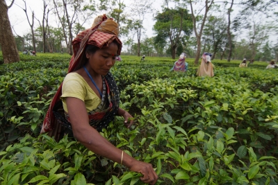 Crucial meeting of Tea Board on Monday on proposed changes in no-plucking cycle | Crucial meeting of Tea Board on Monday on proposed changes in no-plucking cycle Crucial meeting of Tea Board on Monday on proposed changes in no-plucking cycle | Crucial meeting of Tea Board on Monday on proposed changes in no-plucking cycle