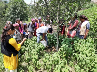 222,893 farmers in Himachal cultivating crops naturally | 222,893 farmers in Himachal cultivating crops naturally