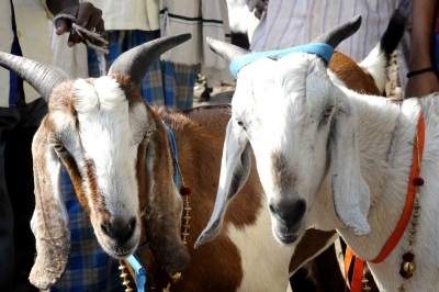 Bihar police receive complaint about 'murder' of billy goat | Bihar police receive complaint about 'murder' of billy goat