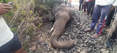 Another wild elephant found dead in Assam | Another wild elephant found dead in Assam