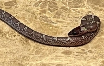 UP's 'snake man' dies of snake bite | UP's 'snake man' dies of snake bite