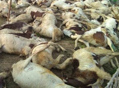 25 sheep killed by wild beasts in Kashmir valley | 25 sheep killed by wild beasts in Kashmir valley