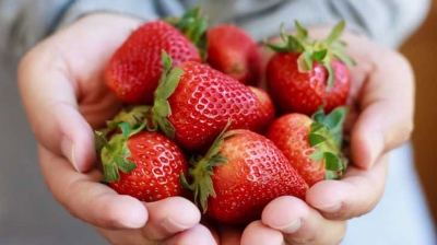 Strawberries may help fight Alzheimer's: Study | Strawberries may help fight Alzheimer's: Study