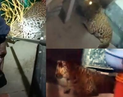 Leopard enters building in Thane, attacks 3; captured after 9 hours | Leopard enters building in Thane, attacks 3; captured after 9 hours Leopard enters building in Thane, attacks 3; captured after 9 hours | Leopard enters building in Thane, attacks 3; captured after 9 hours