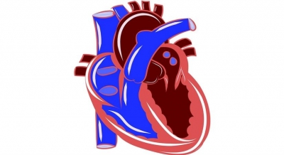COVID-19 survivors are returning to hospitals with reduced heart functions | COVID-19 survivors are returning to hospitals with reduced heart functions