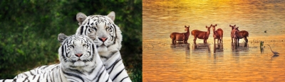 World Wildlife Day: VP, PM stress on protection of animals | World Wildlife Day: VP, PM stress on protection of animals