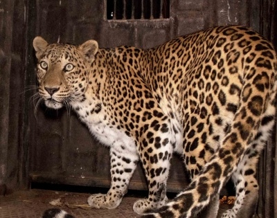 Forest department captures leopard on prowl in TN | Forest department captures leopard on prowl in TN