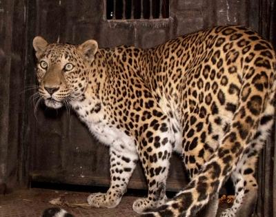 Leopard spotted at DLF-5 in Gurugram, advisory issued | Leopard spotted at DLF-5 in Gurugram, advisory issued