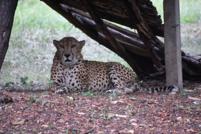 South Africa translocates 12 cheetahs to India | South Africa translocates 12 cheetahs to India