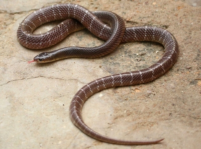 Bitten by snake, Bihar man captures and carries reptile to hospital | Bitten by snake, Bihar man captures and carries reptile to hospital Bitten by snake, Bihar man captures and carries reptile to hospital | Bitten by snake, Bihar man captures and carries reptile to hospital
