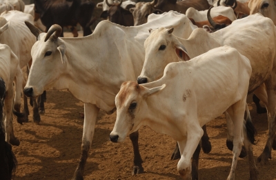 Tension in Hyderabad's Karmanghat over transportation of cattle | Tension in Hyderabad's Karmanghat over transportation of cattle