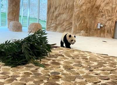 Qatar welcomes 2 giant pandas from China | Qatar welcomes 2 giant pandas from China