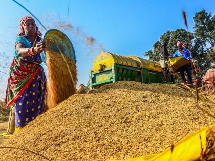 12.2 lakh metric tonnes paddy procured till Oct 3, says Centre | 12.2 lakh metric tonnes paddy procured till Oct 3, says Centre