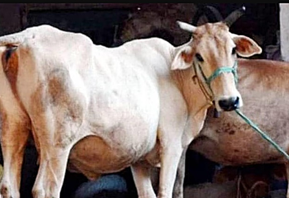 Haryana rights panel expresses concern over tying cattle in public streets | Haryana rights panel expresses concern over tying cattle in public streets Haryana rights panel expresses concern over tying cattle in public streets | Haryana rights panel expresses concern over tying cattle in public streets