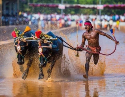 Jolt for Indian Bolt from another Kambala jockey | Jolt for Indian Bolt from another Kambala jockey Jolt for Indian Bolt from another Kambala jockey | Jolt for Indian Bolt from another Kambala jockey