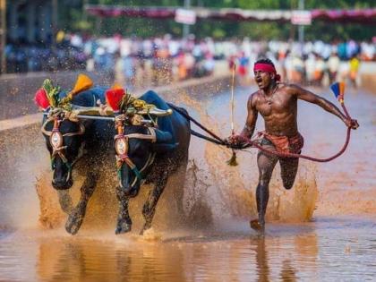 B'luru set to host buffalo racing sport ‘Kambala’; K’taka govt to provide Rs 1cr grant | B'luru set to host buffalo racing sport ‘Kambala’; K’taka govt to provide Rs 1cr grant B'luru set to host buffalo racing sport ‘Kambala’; K’taka govt to provide Rs 1cr grant | B'luru set to host buffalo racing sport ‘Kambala’; K’taka govt to provide Rs 1cr grant