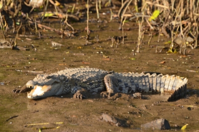 Injured crocodile rescued by forest staff in UP | Injured crocodile rescued by forest staff in UP