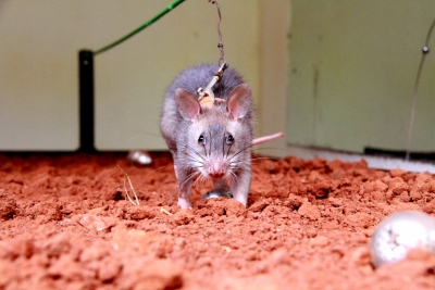 TN stands up for small animals, gets tough on glue traps | TN stands up for small animals, gets tough on glue traps TN stands up for small animals, gets tough on glue traps | TN stands up for small animals, gets tough on glue traps