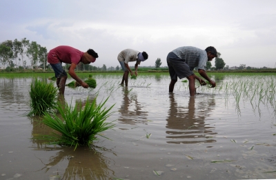 Rice, pulses, oilseeds witness less sowing; only sugarcane up | Rice, pulses, oilseeds witness less sowing; only sugarcane up