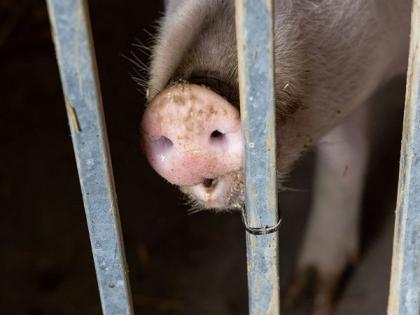 African Swine Fever: Tripura govt to order mass culling of pigs in Sepahijala farm | African Swine Fever: Tripura govt to order mass culling of pigs in Sepahijala farm