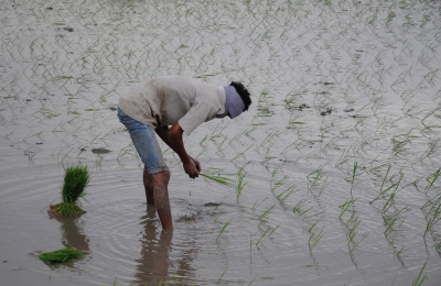 Monsoon showers happiness, kharif sowing increases 104% | Monsoon showers happiness, kharif sowing increases 104%