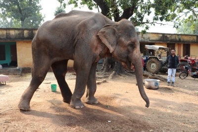 Rescued ailing elephant in MP needs rehabilitation to recover | Rescued ailing elephant in MP needs rehabilitation to recover