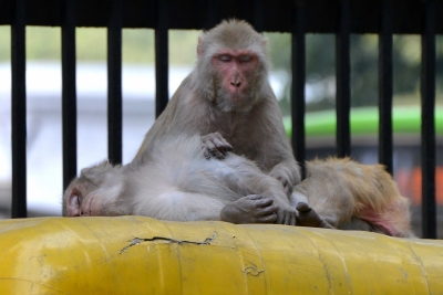 Monkeys kept captive for weeks rescued by AP Forest Department after PETA India prompt | Monkeys kept captive for weeks rescued by AP Forest Department after PETA India prompt