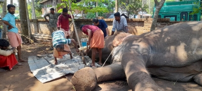 Relief for Kerala jumbo as crossed tusks sawed-off | Relief for Kerala jumbo as crossed tusks sawed-off