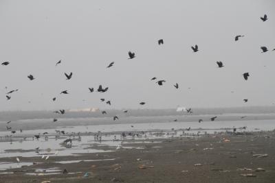Bird festival in UP's Mahoba from Feb 1-3 | Bird festival in UP's Mahoba from Feb 1-3 Bird festival in UP's Mahoba from Feb 1-3 | Bird festival in UP's Mahoba from Feb 1-3