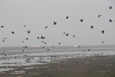 Bird festival in UP's Mahoba from Feb 1-3 | Bird festival in UP's Mahoba from Feb 1-3