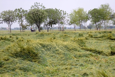 Unseasonal rains trigger panic of crop damage in Punjab, Haryana | Unseasonal rains trigger panic of crop damage in Punjab, Haryana