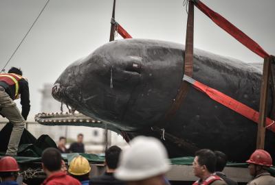 3 of 12 stranded whales die in China's Zhejiang | 3 of 12 stranded whales die in China's Zhejiang