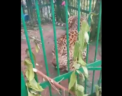 Leopard trapped in J&K's Ganderbal | Leopard trapped in J&K's Ganderbal