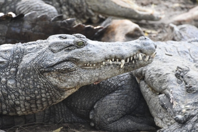 Crocodile rescued from UP's Firozabad | Crocodile rescued from UP's Firozabad