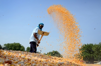 Over 695 LMT paddy procured this kharif season so far | Over 695 LMT paddy procured this kharif season so far