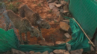 Two cheetahs at MP's Kuno released into larger enclosure, PM Modi shares video | Two cheetahs at MP's Kuno released into larger enclosure, PM Modi shares video