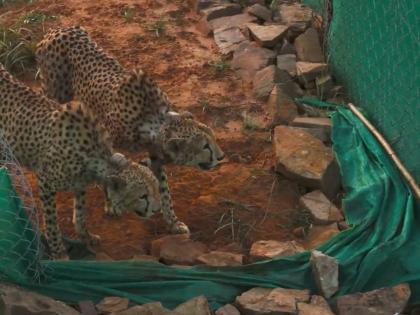 Inexperience in handling cheetahs major concern for Project Cheetah at Kuno, say experts | Inexperience in handling cheetahs major concern for Project Cheetah at Kuno, say experts