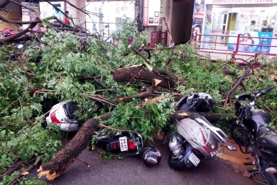 250 trees uprooted in Karnataka's Kodagu in recent storms | 250 trees uprooted in Karnataka's Kodagu in recent storms
