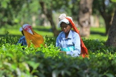 Tea Board forms separate core committee to address issues of small tea gardens | Tea Board forms separate core committee to address issues of small tea gardens