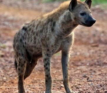 UP villagers catch hyena after brief chase | UP villagers catch hyena after brief chase