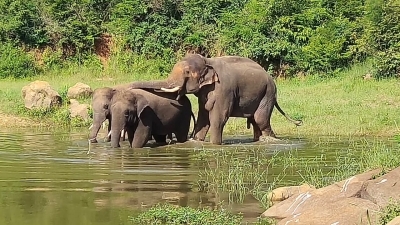 Wild elephants kill pet pachyderm in Jharkhand | Wild elephants kill pet pachyderm in Jharkhand