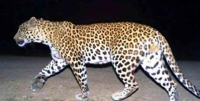 Leopard spotted on Lucknow outskirts | Leopard spotted on Lucknow outskirts