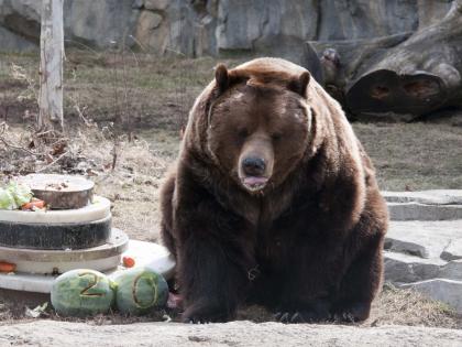 Grizzly bear linked to US woman's death euthanised | Grizzly bear linked to US woman's death euthanised Grizzly bear linked to US woman's death euthanised | Grizzly bear linked to US woman's death euthanised